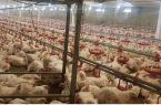 محکومیت ۱۲۲ میلیاردی برای عرضه کنندگان خارج از شبکه مرغ در ایلام