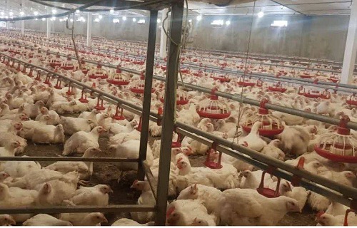 محکومیت ۱۲۲ میلیاردی برای عرضه کنندگان خارج از شبکه مرغ در ایلام
