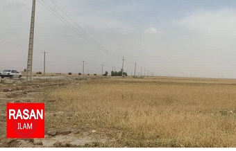 اجرای سمپاشی رنگ زرد در سطح ۳۲ هزار هکتار از مزارع گندم ایلام