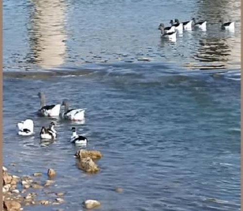 آغاز پایش آنفلوانزای فوق حاد پرندگان در شهرستان چرداول