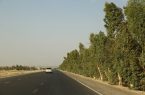 استان ایلام یکی از اصلی ترین و مهمترین قطب های تولید نهال کشور است