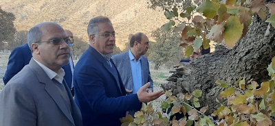 مهمترین آفات‌ خسارت زا به جنگل های ایلام بیماری قارچی زغالی بلوط است