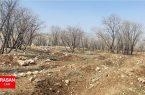 ۹۰۰ هزار اصله نهال در استان ایلام کاشت می شود