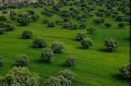 راه اندازی پویش نوروزی «با بلوط‌ها مهربان باشیم» در ایلام