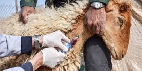 واکسیناسیون ۹۷ هزار نوبت راس دام علیه بیماری تب برفکی در مهران