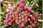 آغاز برداشت پسته از باغات شهرستان بدره