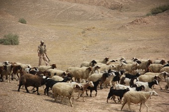 ۷۶ راس احشام سبک قاچاق در حوزه گروهان مستقل مرزی صالح آباد مهار شد