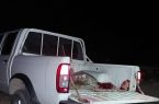 دستگیری سه نفر متخلف شکار غیر مجاز گراز وحشی در هلیلان