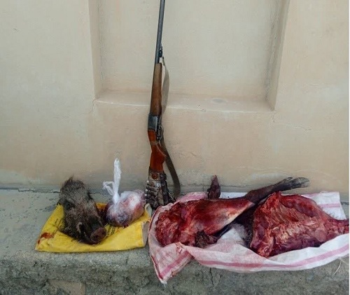 دستگیری شکارچی غیر مجاز گراز وحشی در شهرستان ملکشاهی