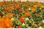 برداشت دانه های روغنی گلرنگ در شهرستان چرداول