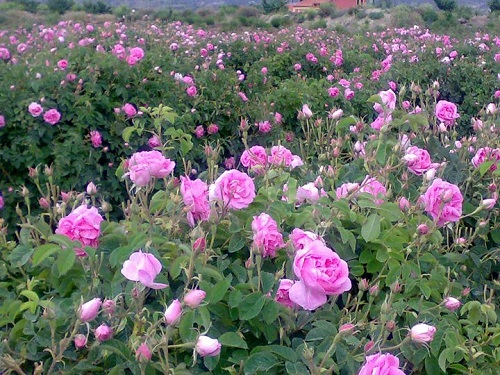 آغاز برداشت گل محمدی از گلستان‌های شهرستان چرداول