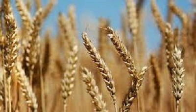 پیش بینی خرید ۲۸۰ هزار تن گندم از کشاورزان استان ایلام