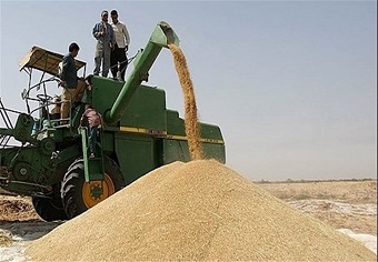 ۴۰۰ هزار تن گندم در استان ایلام تولید شد